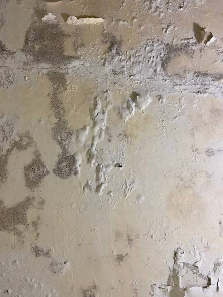 Best Fast Mold Removal  in Ocala Estates, FL
